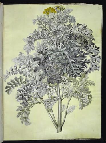 Impression d'art Jacobaea Maritima Holtzbecker Toile Haute Définition 60x90cm