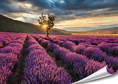 PMP 4life. XXL Poster Lavendel Feld in Frankreich | 140x100cm | hochauflösendes Wand-Bild Baum, Natur Poster extra groß, XL Fotoposter | Wand-deko Bild Landschaft Bäume Blumen Wald