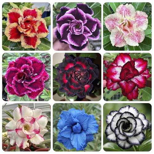 5Pcs-Perennial Desert Rose Seeds for Planting in Home Garden-Drought-Tolerant Ornamental
