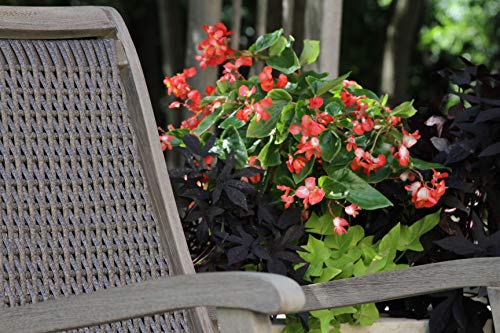 Outdoor Interiors GW21095 Grey Wash Eucalyptus & Driftwood Wicker Rocking Chair