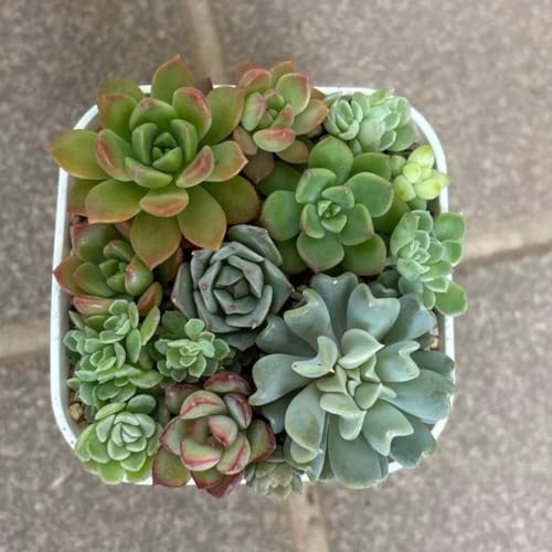 多肉植物 寄せ植え セット」の人気商品一覧 | 安い商品を通販サイト