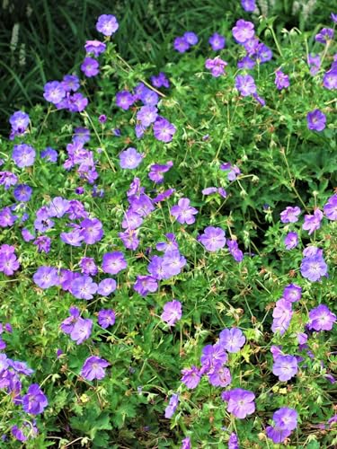 Perennial Farm Marketplace Geranium x 'Rozanne' (Cranes Bill) Groundcover, Size-#1 Container, Violet Blue Flowers