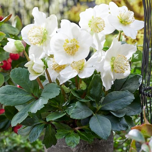 Helleborus Christmas Carol | Christmas Rose | Hardy Perennial Garden Plant | Plants Outdoor Garden Ready for Bedding, Borders, Containers (9cm Pot, 10-20cm)