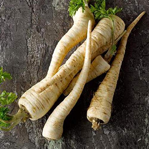 Bravet Vegetable Seeds - 100Pcs Parsnip Seeds Organic Non-GMO Heirloom Parsnip Vegetable Seeds for Home Garden Balcony - Thumbnail 7