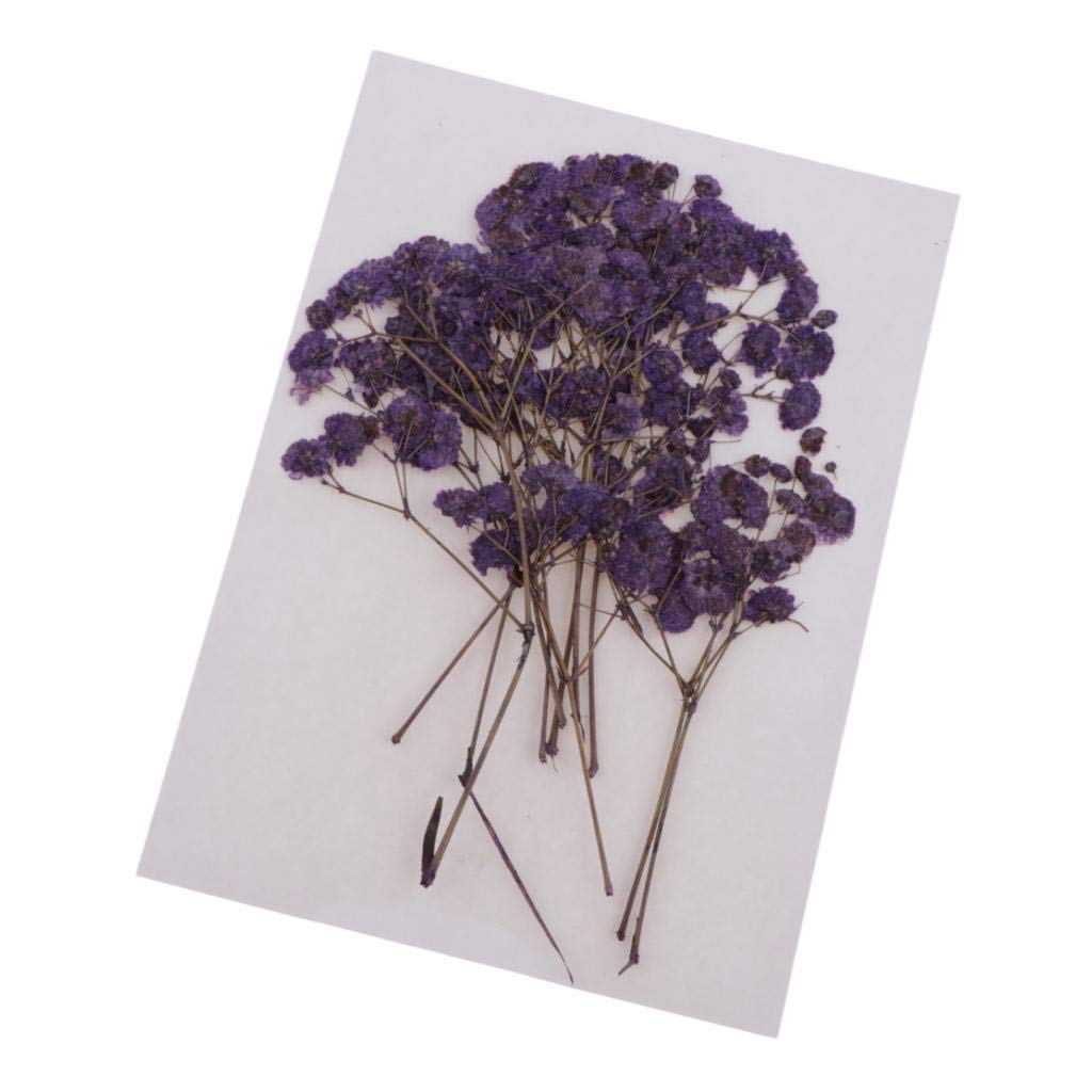 Pressed Real Dried Flower Babysbreath for Jewlery Making Craft Decor Purple | Dried Flowers | Dried Botanicals & Potpourri | Floral Crafts | Home Arts & Crafts-image-31