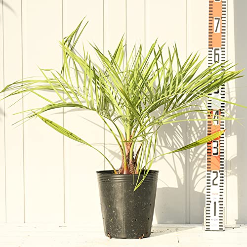 Amazon | ヤシ 苗木 【ヤシの木 ココスヤシ】 約0.5m ポット苗