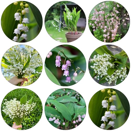 lirio de los valles de jardín jardín perennes resistentes decoración del balcón oficina bulbos temprana reverdecimiento tejados 5pcs