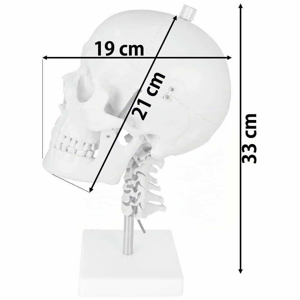 Schädel Halswirbelsäule Anatomie Modell Skelett Lebensgroß Anatomisches Model Totenkopf Schädelmodell Menschlicher Kopf Skull Schaedel auf Ständer MedMod