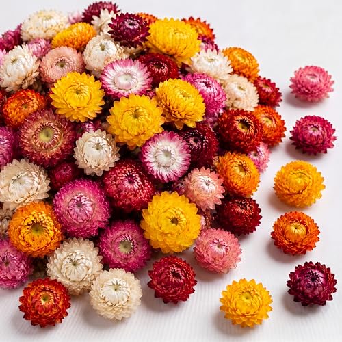 Flores Secas Comestibles Mezcladas Color Helichrysum Strawflower miniatura 1