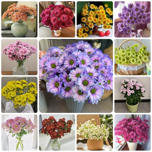 semi di margherita - decorazione da giardino per esterni, tappeto di margherita per to perenne resistente tappezzante 800pcs