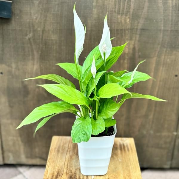 Amazon｜観葉植物 苗：スパティフィラム トレリー*3.5号プラポット