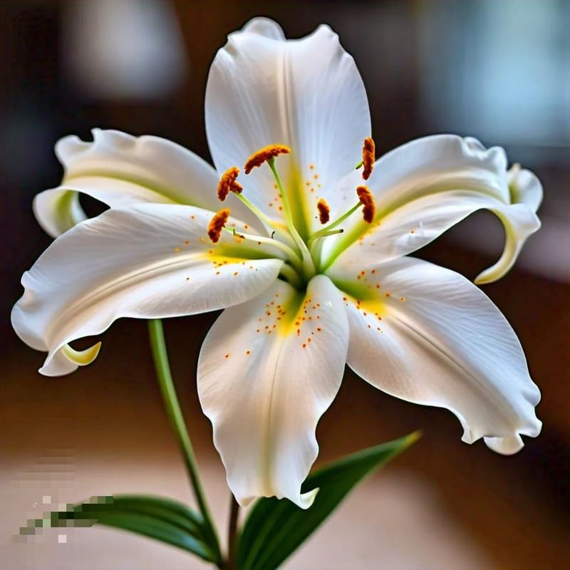 Radha Krishna Agriculture Asiatic Lily red color Imported Holland Verity bulbs for Home and Gardening Pack of 1 bulbs - Image 4 thumbnail