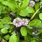 semillas de verbena de alfombra silvestres verano resistentes jardines rocas productos sostenibles jardineros jardín 300pcs