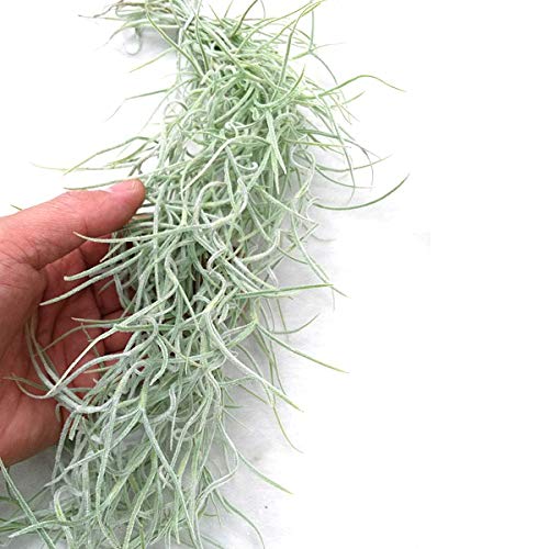 エアプランツはじめました ウスネオイデス編 ミアリーラボ