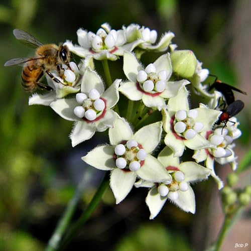 White Climbing Milkweed Live Plants - Pack of 2 - Evergreen