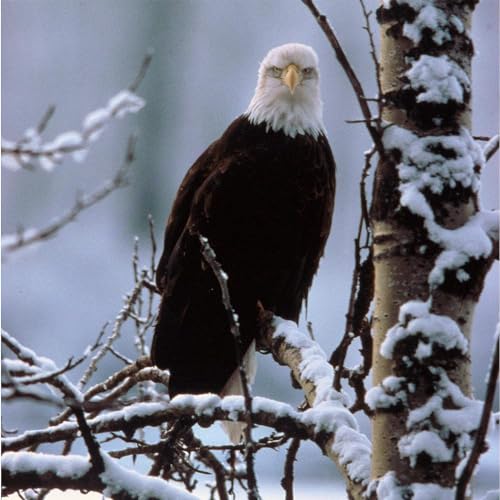 CafePress Bald Eagle Unique Decorative 10