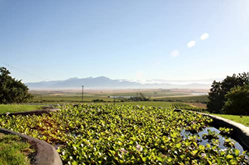 Allesverloren Tinta Barocca Südafrika Rotwein trocken (1 x 0.75 l)