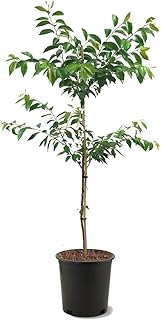 Generic Cherry Flowering Tree