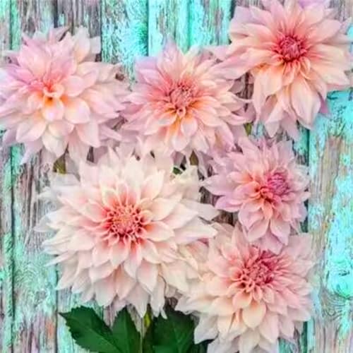 Los bulbos de dalia son ideales para plantar en patios, balcones y parterres. Presentan una amplia variedad de árboles, colores vibrantes y variados, y se adaptan a diversos climas.-6bulbos-A