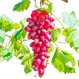 Flame Red Seedless Grape Vine β Live Plant for Garden & Vineyard, Sweet Seedless Red Grapes for Fresh Eating and Home Winemaking (1 Gallon/Potted/Set of 2 Plants)