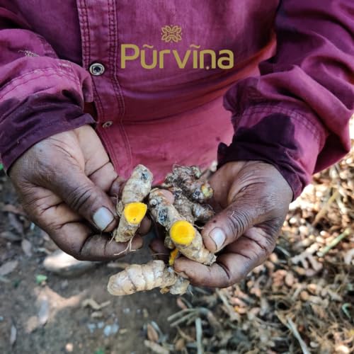 Image of Purvina Pure Turmeric Powder - 250 gm with 5%+ Curcumin