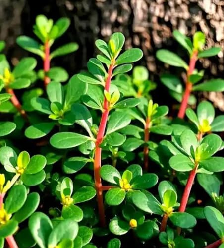 1000PCS Golden Purslane Seeds Portulaca Sativa Vegetable Gardening Seeds