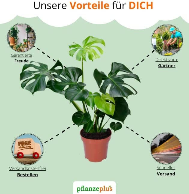 4er-Set, Monstera & Dieffenbachia & Spathiphyllum & Areca, 40-45cm, 12er Topf, Pflanzen für Wohnung und Büro, Qualität vom Pflanzen Profi, Schneller und Kostenloser Pflanzenversand, Raumbegrünung - Image 7