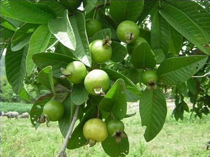 Image of Hybrid Allahabad Safeda Guava Grafted Live Plant - High-Yield, Sweet & Juicy Fruit Variety