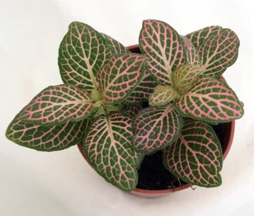 Pink Nerve Plant - Fittonia - Terrarium/Fairy Garden/House Plant -