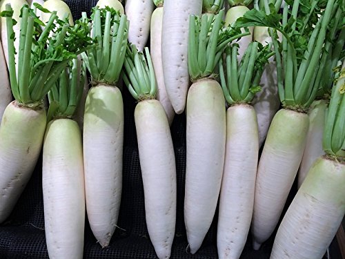 See full amazon price history chart for B07F86Xydr Ol Seed Desi Variety Radish White Mooli Seeds (Pack Of 50 Plus Seeds) B07F86Xydr Ol Seed Desi Variety Radish White Mooli Seeds (Pack Of 50 Plus Seeds) (B07F86XYDR) Amazon Price History, Amazon Price Tracker