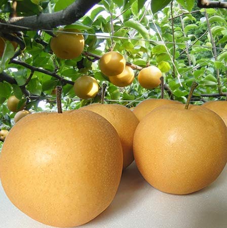 【ご家庭用】高知産 新高梨 4玉〜6玉入り 約4s 梨 ナシ なし