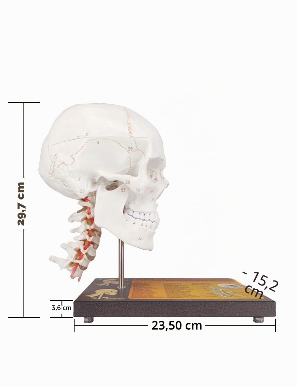 Medarchitect Schädel Modell, 360 ° -Drehung Verbesserter menschlicher Schädel in Lebensgröße auf Halswirbeln Anatomisches Modell, Spinalnerven und Arterien,Medizinstudenten Und Anatomiekurse