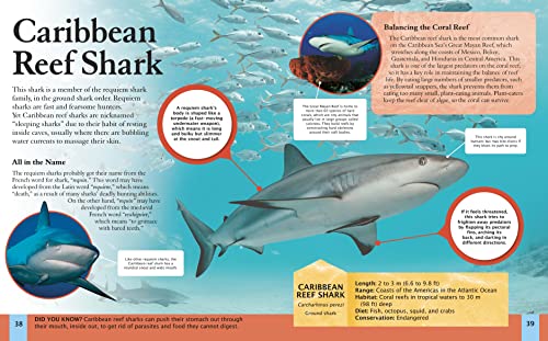 Children's Encyclopedia of Sharks 2 51NRgjcuyDL