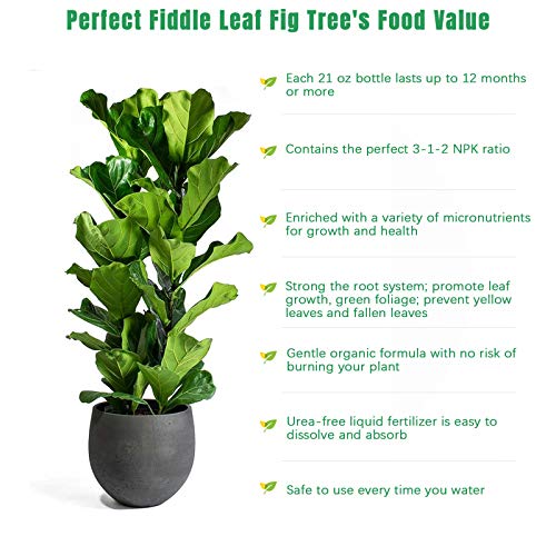 Fertilizante Líquido FOLLOWIN para Ficus Lyrata 21 fl oz miniatura 2