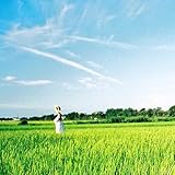 エンドレスサマー 歌詞