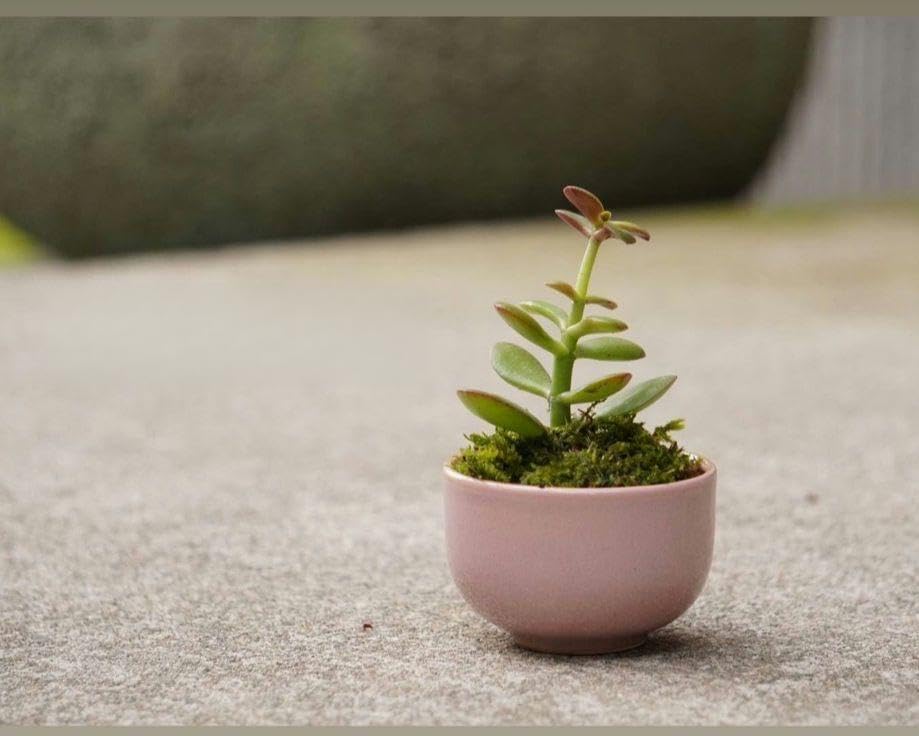 金のなる木の苔盆栽 金運