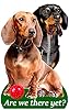 Dachshund Dog Gift - 1 pcs Smelly Dogs Car Air Freshener. Each freshener individually packaged #1