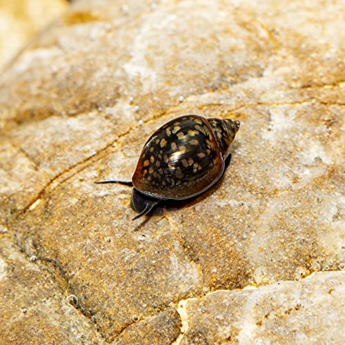10 x Blasenschnecke, Physa, robuste, anspruchslose Aquariumschnecke