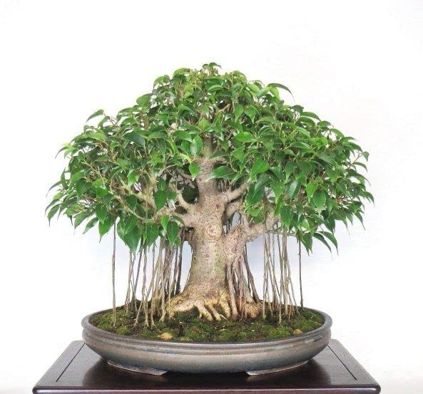 Beautiful Banyan Bonsai Tree live plant tiny-image-32