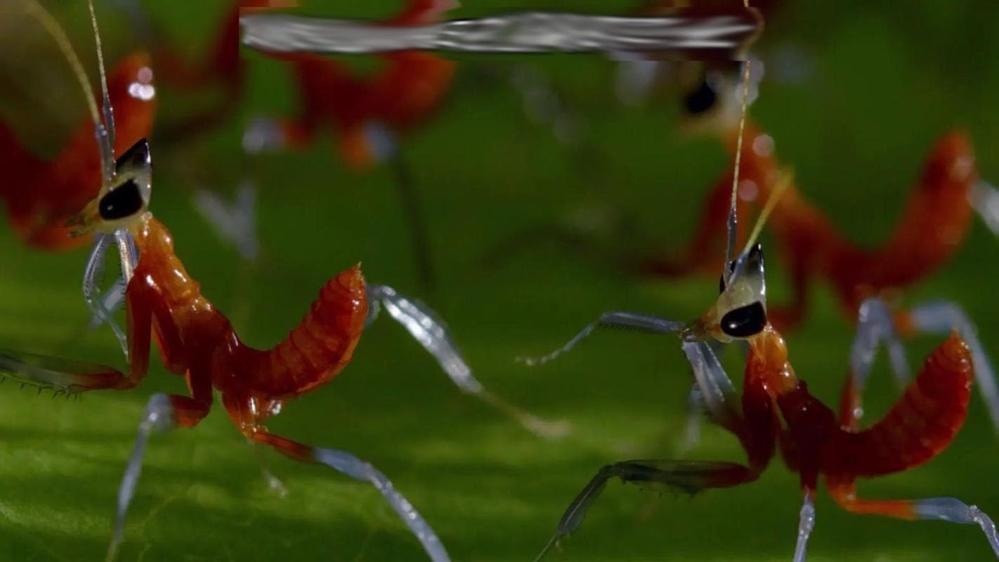 Orchid Mantis Eggs with a Free Observation Hatching Pack (1 Eggshell) – Equipped with a Transparent Window Pocket to Observe The Hatching Process, Each Ootheca can Produce up to 200 Baby mantises