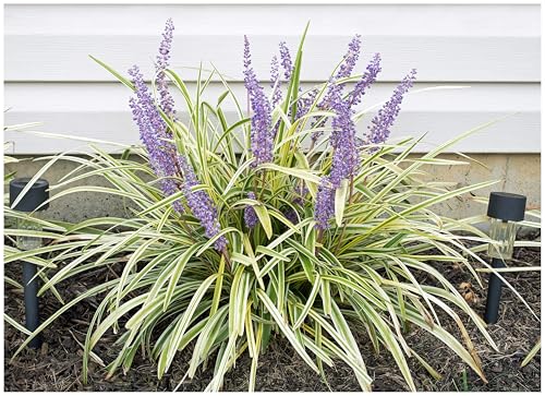 Stauden Gänge 3 x Liriope muscari ‚Variegata' im 1 Liter Topf (Ziergras/Staude/Winterhart/Mehrjährig/Stauden/Immergrün) Bunte Lilientraube - Elegante Kontraste für schattige Gartenplätze