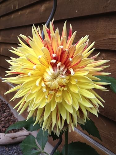 Image of SVG Imported Dahlia Flower Bulbs for Your Home and Gardening Pack of 2 Bulbs (strip pink)
