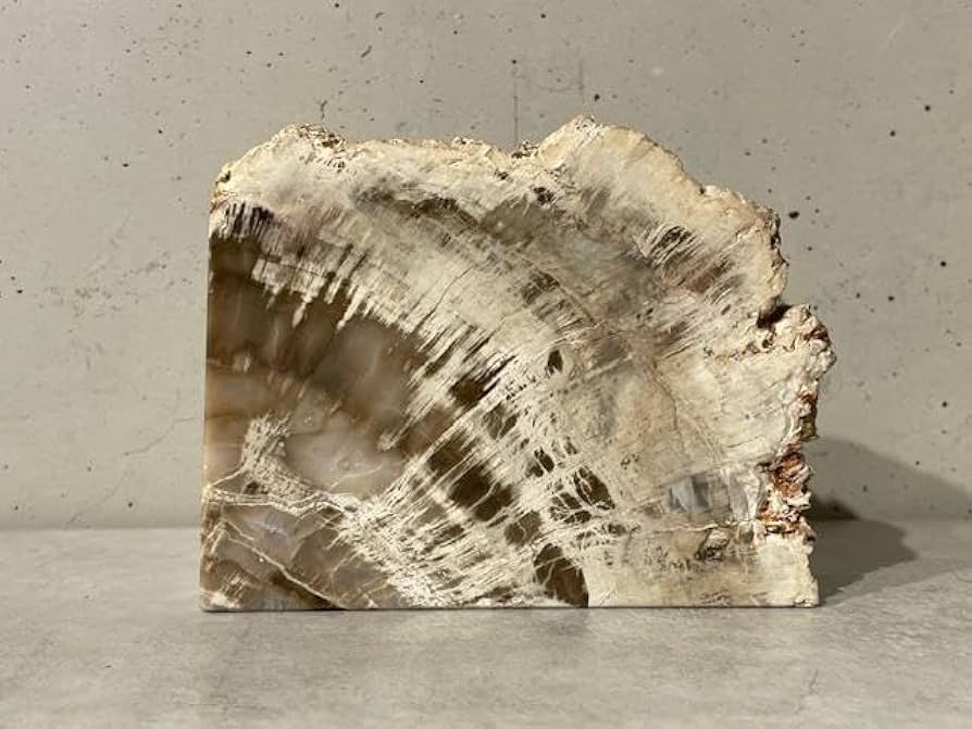 ★特選オンリー１品石★木の化石☆【ペトリファイドウッド珪化木✴︎原石】♡ 木 化石 ペトリファイドウッド」の人気商品一覧 | 安い商品を