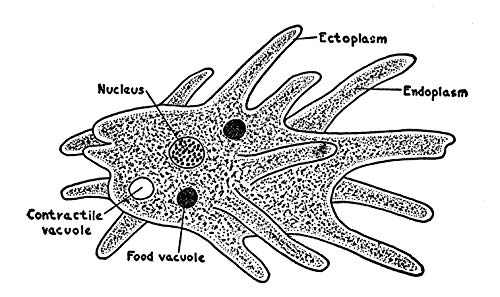Adventures with a Microscope - Image 4
