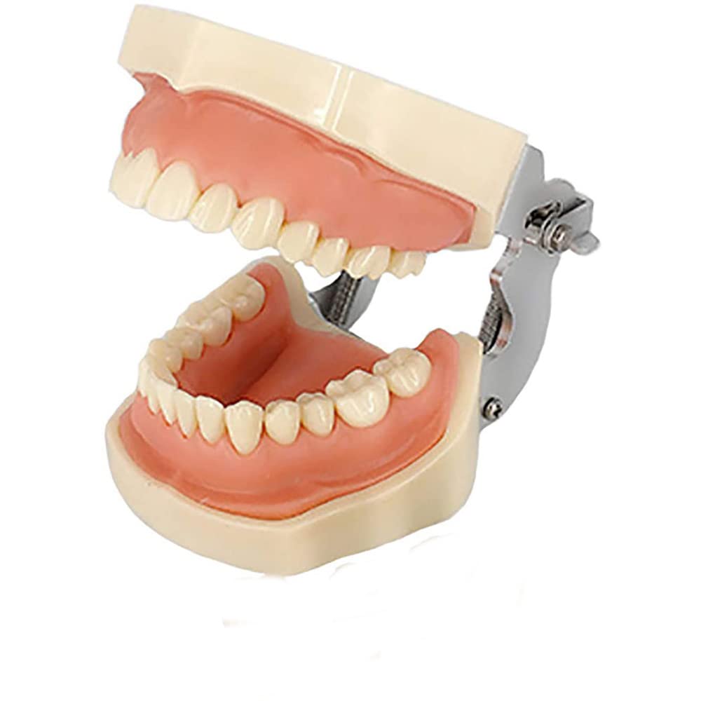 Modèle De Préparation Dentaire pour La Pratique Orale 28 Modèles Remplaçables Et Amovibles pour Les Gommes Molles Dents