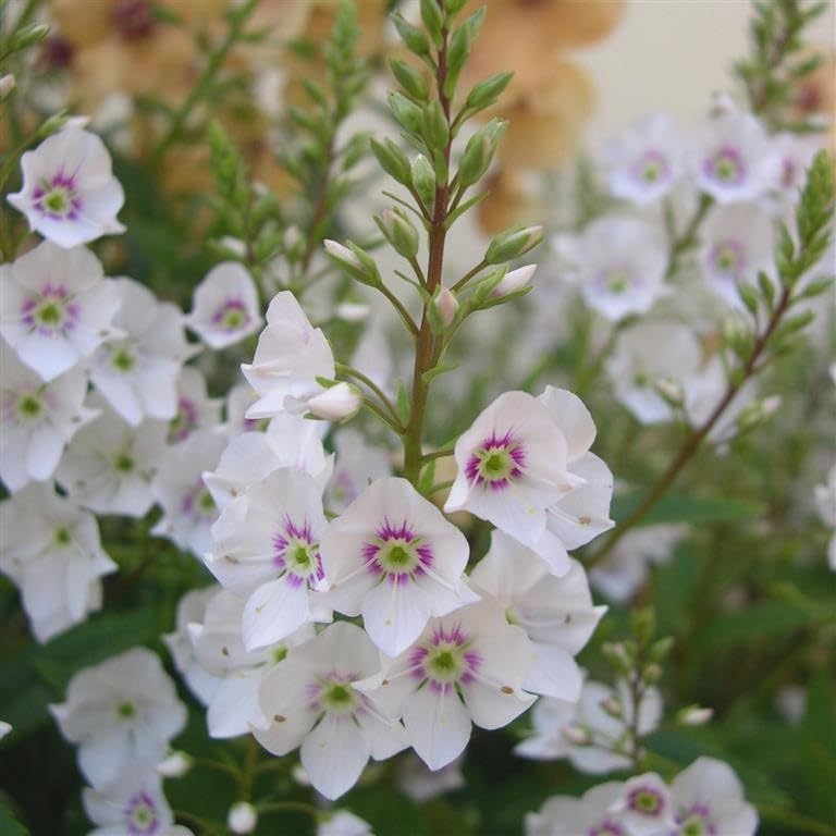 Hebe Parahebe 'Snow Clouds' (VR) Hardy Evergreen Flowering Plant Garden Shrub Easy to Grow Your own By Park Farm Plants (3 x Plug Plants)