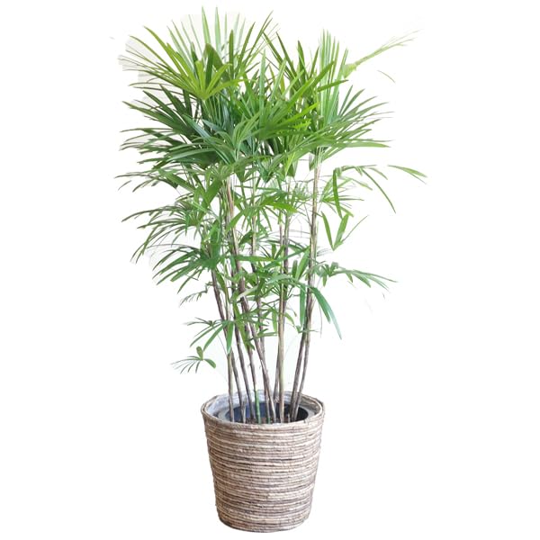 シュロチク 棕櫚竹 観葉植物 10号 大型 バナナリーフ鉢カバー付き 鉢