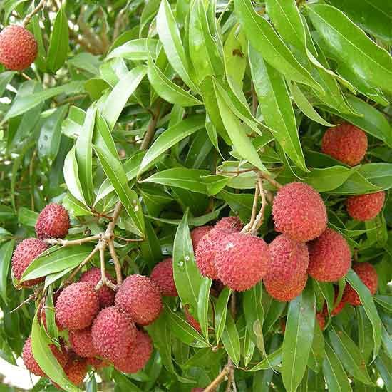 Image of Rahaman inch Sweet Chaina 3 Litchi Hybrid Tree 1.5ft Healthy & Fresh Short Time Lychee Plant Air Layere Grafted Fruit Live Plant with Polybag Lychee Litchi Lichi Fruit Tree Plant