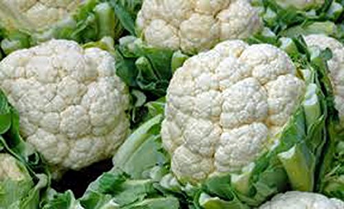 Cauliflower Seed, Snowball Y, Heirloom, Non GMO, 25 Seeds, Large, Delicious and Healthy Cauliflower Seed, Snowball Y, Heirloom, Non GMO, 25 Seeds, Large, Delicious and Healthy