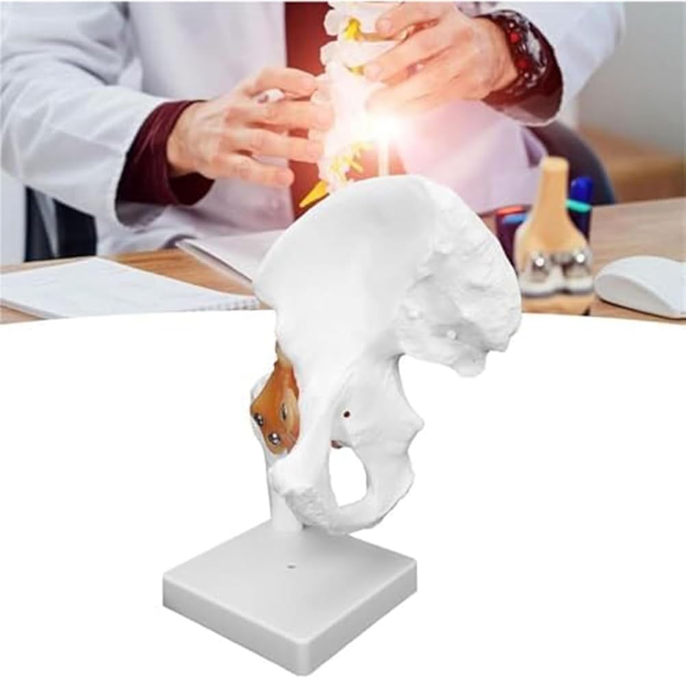 Zestaw 6 sztuk modeli anatomicznych stawów człowieka w naturalnej wielkości: bark, łokieć, biodro, kolano, ręka i stopa z więzadłami do zajęć edukacyjnych i demonstracji